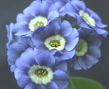 Auricula Bradmore Bluebell - Abriachan Nurseries